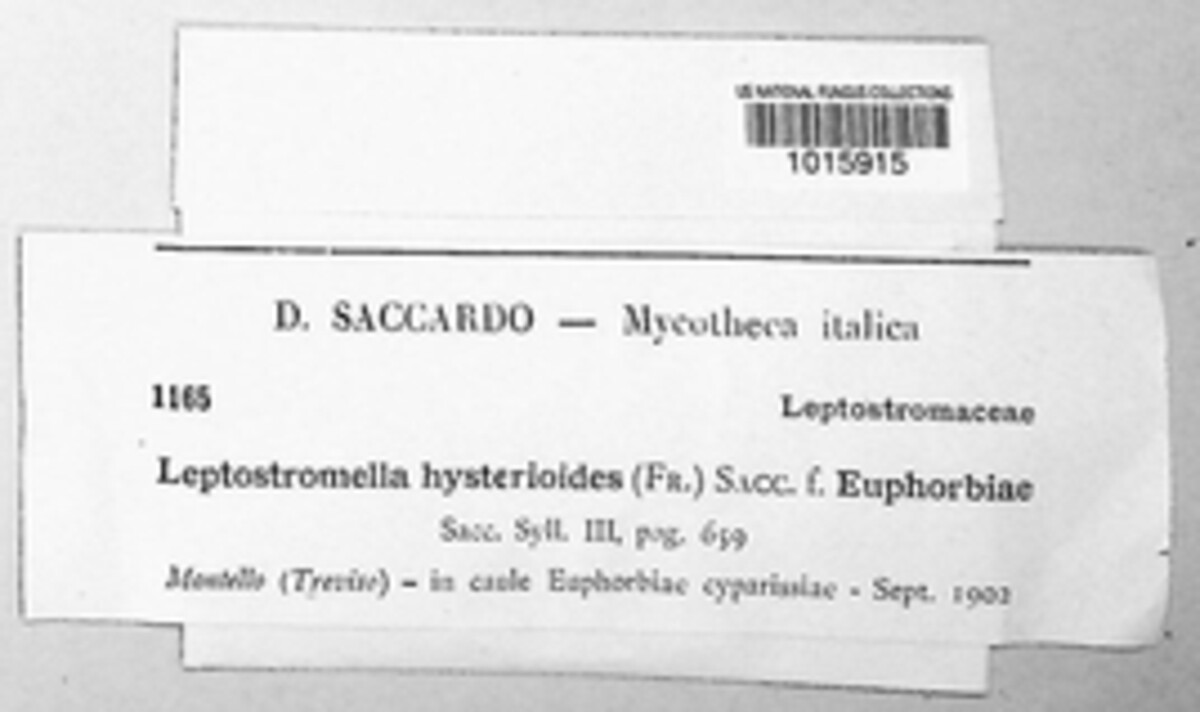 Leptostromella hysterioides image